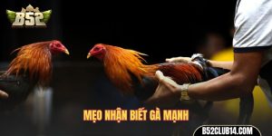 mẹo nhận biết gà mạnh